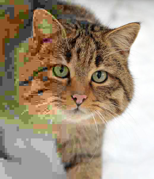 Photo of a wildcat whose right side is sharp and whose left side becomes more and more blocky