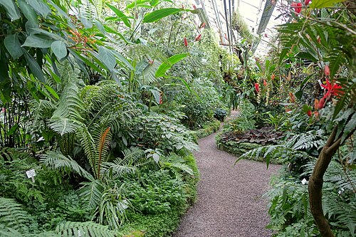 Inside a large glass greenhouse full of tropical plants