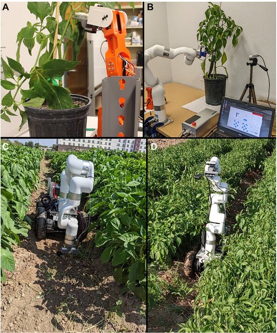 Four panels showing a robot arm with a cutting tool on its end, harvesting chilli peppers indoors and in a field