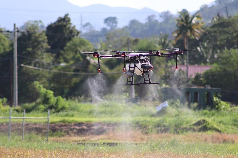 A multi-rotor drone hovering low over a green rice field, spraying a fine mist