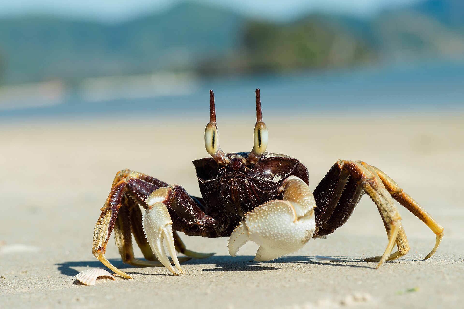 A horned ghost crab standing on pale sand with its eyes raised on stalks.