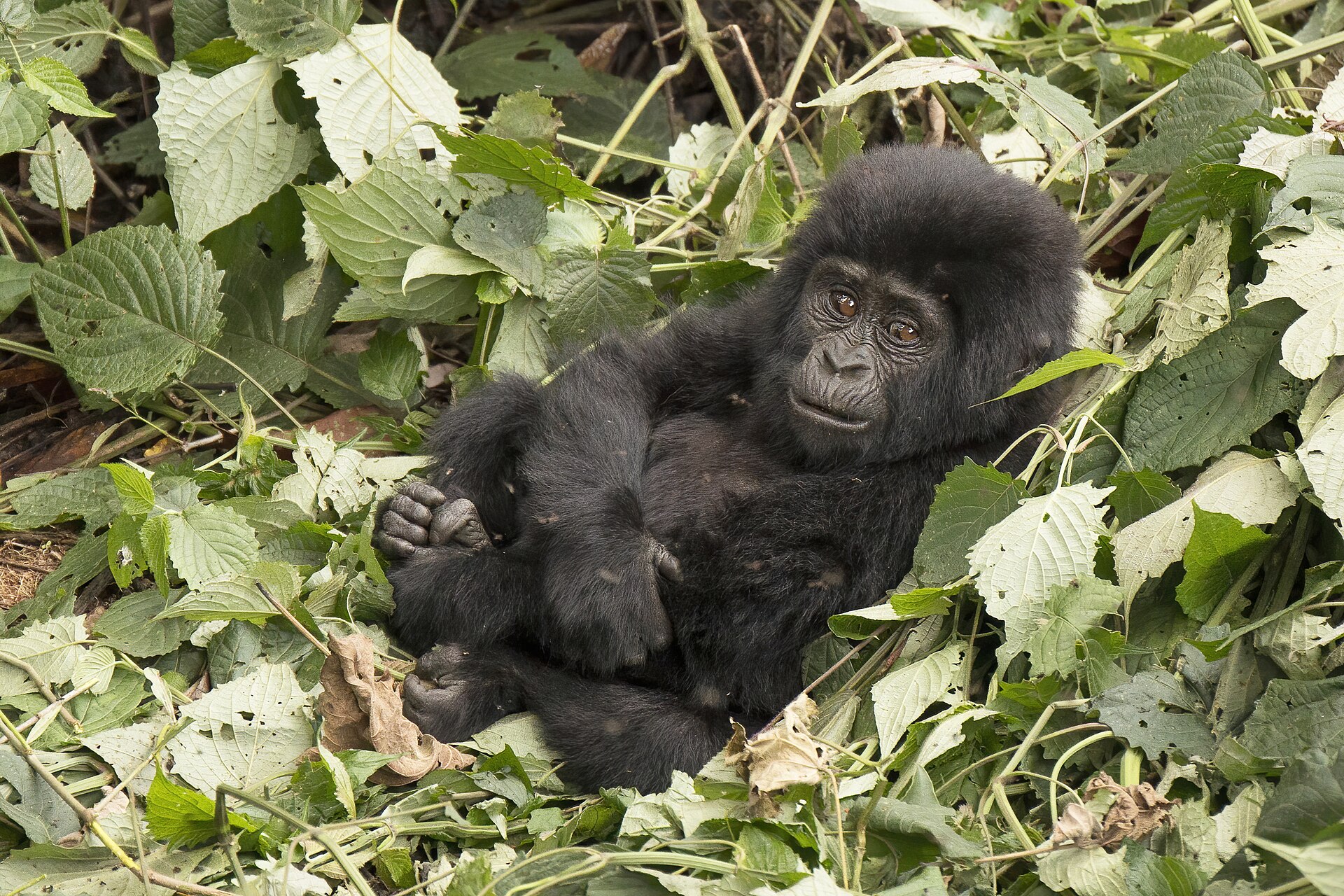 A young mountain gorilla in dense green forest.