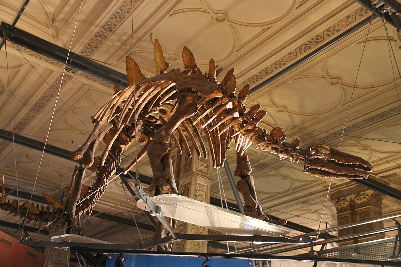 A mounted Stegosaurus skeleton showing the row of upright bony plates along its back and the long tail.