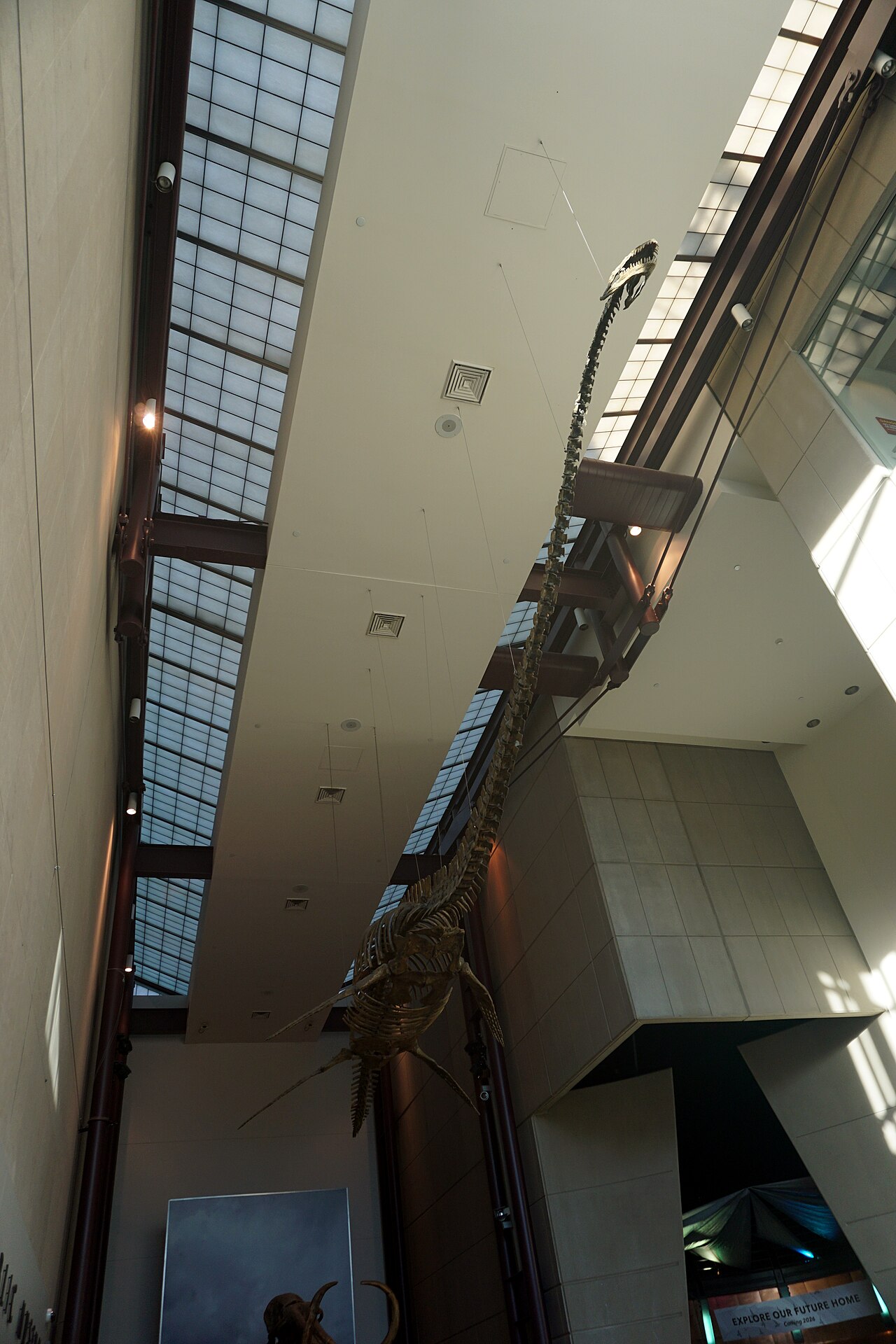 A long-necked Plesiosaurus cast skeleton with four flippers, mounted high in a museum hall.